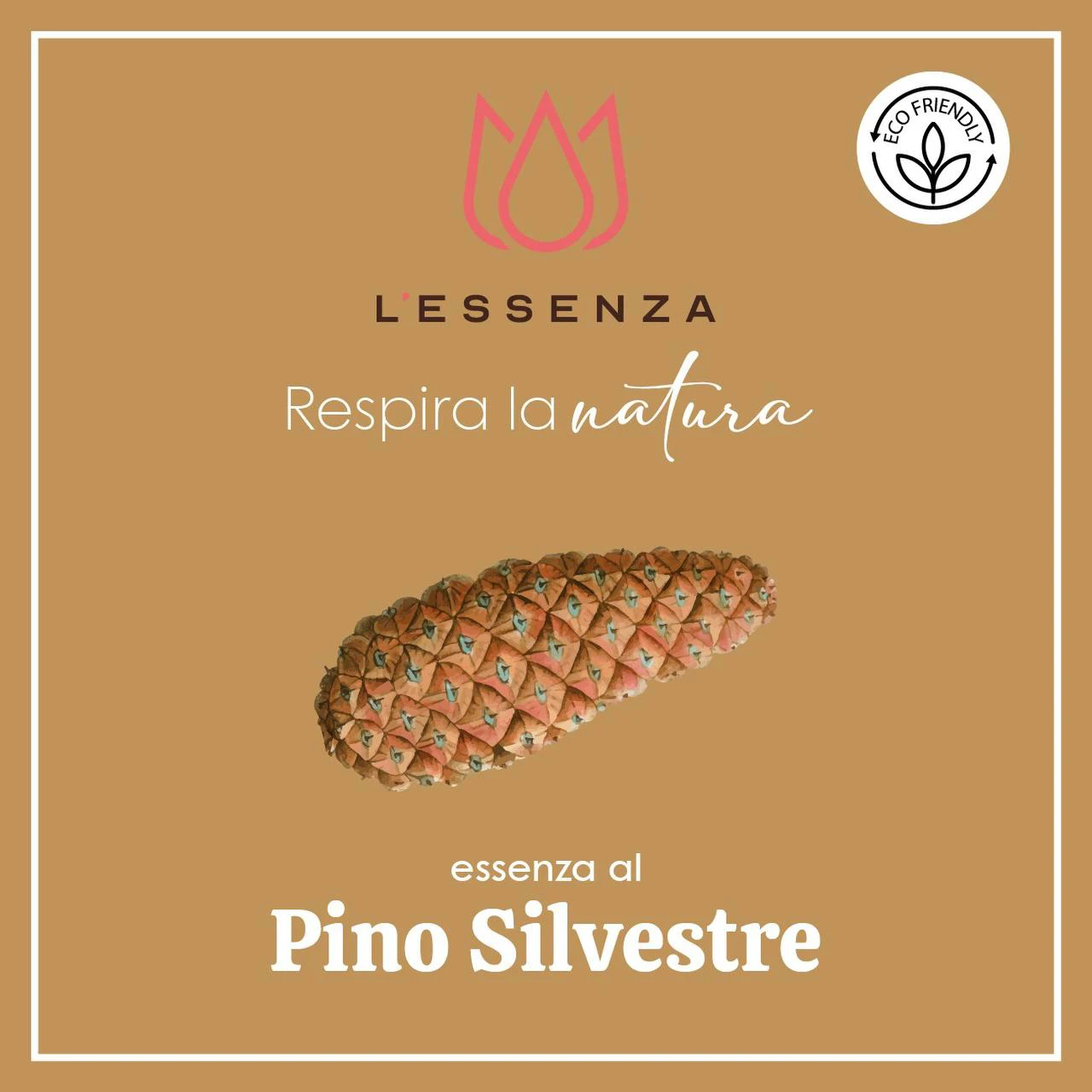 Pino Silvestre